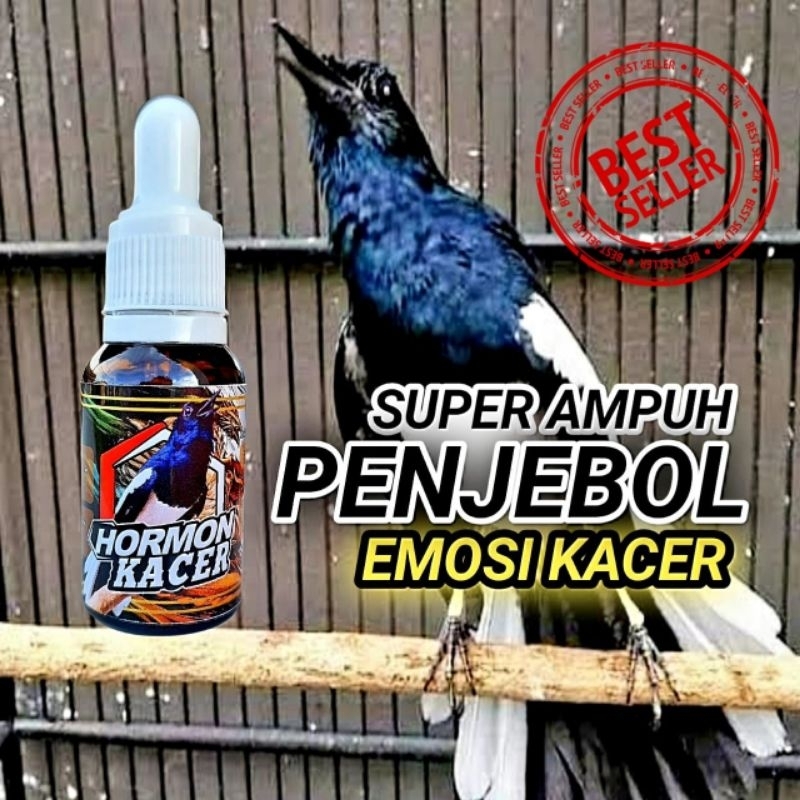 HORMON KACER VITAMIN AMPUH PENGGACOR KACER TERCEPAT BIKIN KACER KONSLET BUKA EKOR