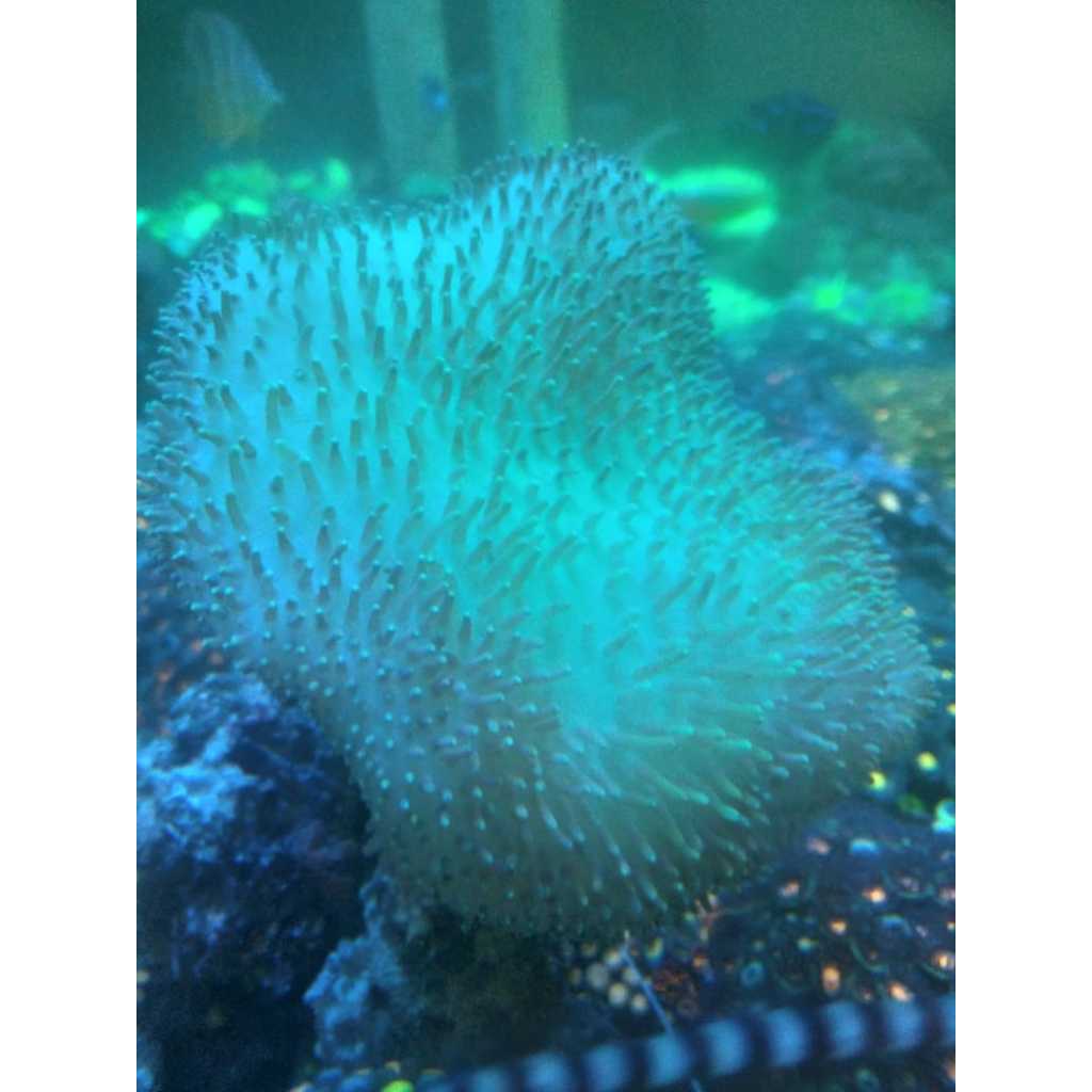 PAYUNGAN Hijau - Green Toadstool Leather Coral