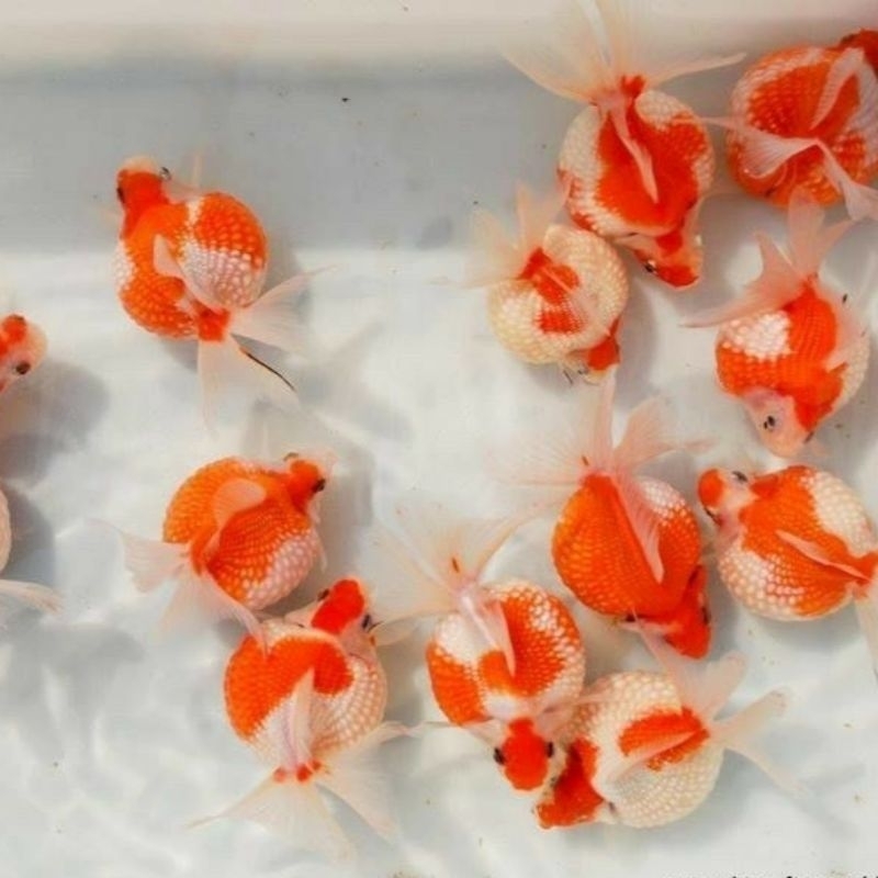 PAKET MURAH Isi 10 Ekor Bibit Koki Mutiara Size 2-4cm (BONUS PELET)