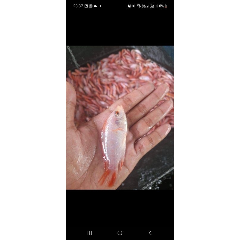 bibit ikan nila merah bangkok monosex