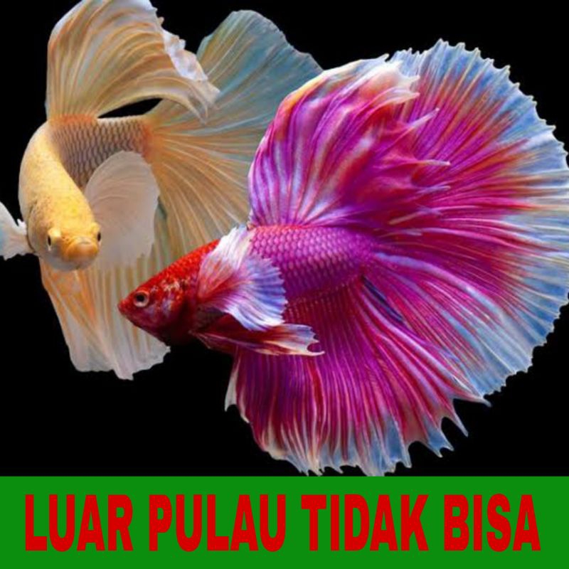 ikan cupang halfmoon sz L bonus pakan bergaransi