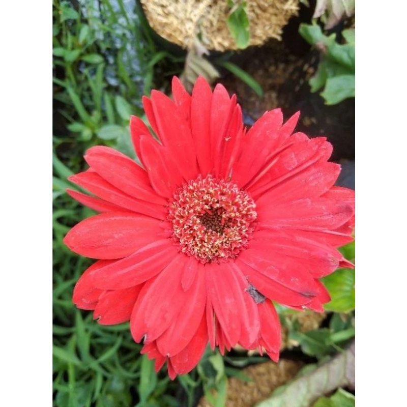 hebras/gerbera bunga merah