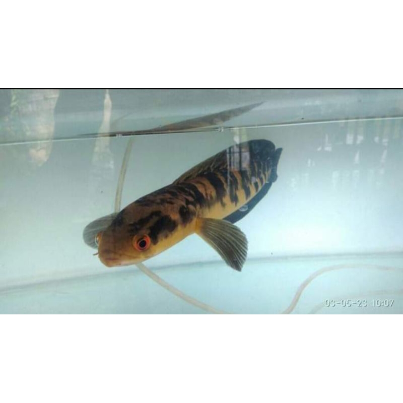 Stiker Chana Yellow sentarum YS kuning Simet