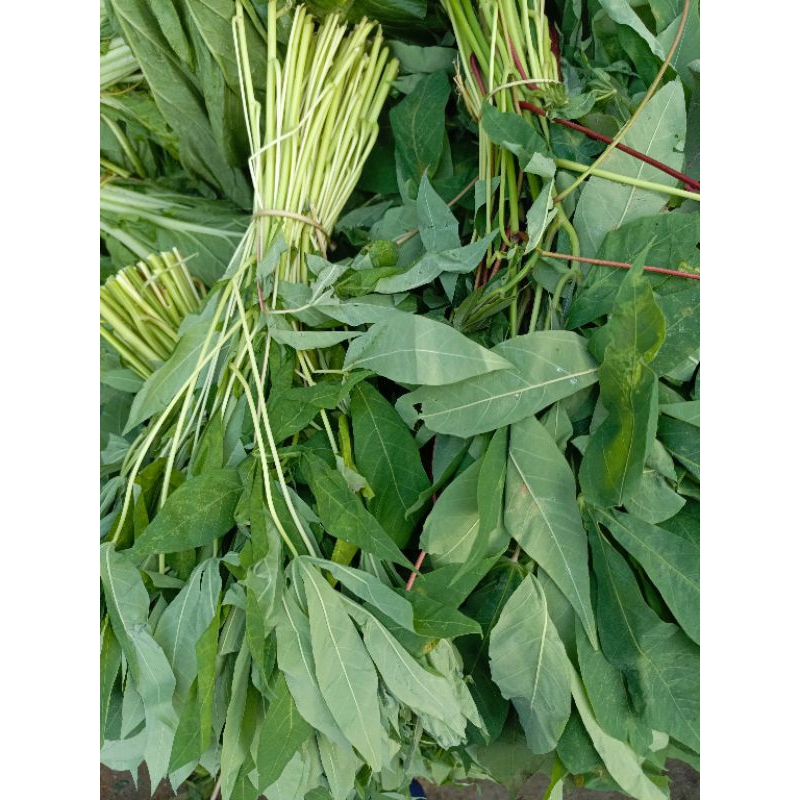 

daun singkong 1 ikat