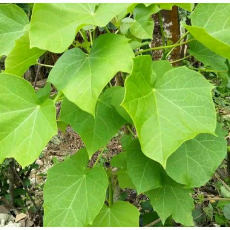 

daun jarak fresh 50lembar