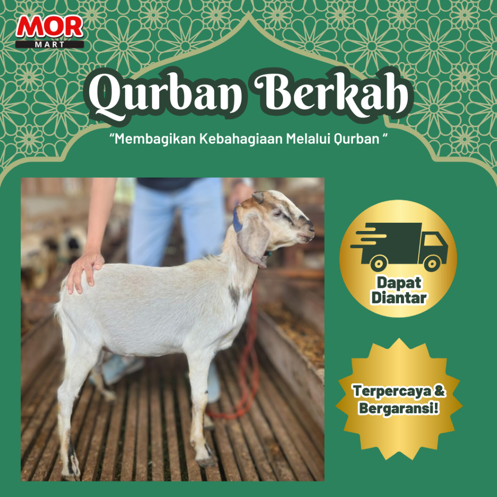 

EDISI IDUL ADHA Hewan Kurban Kambing - Qurban Hidup