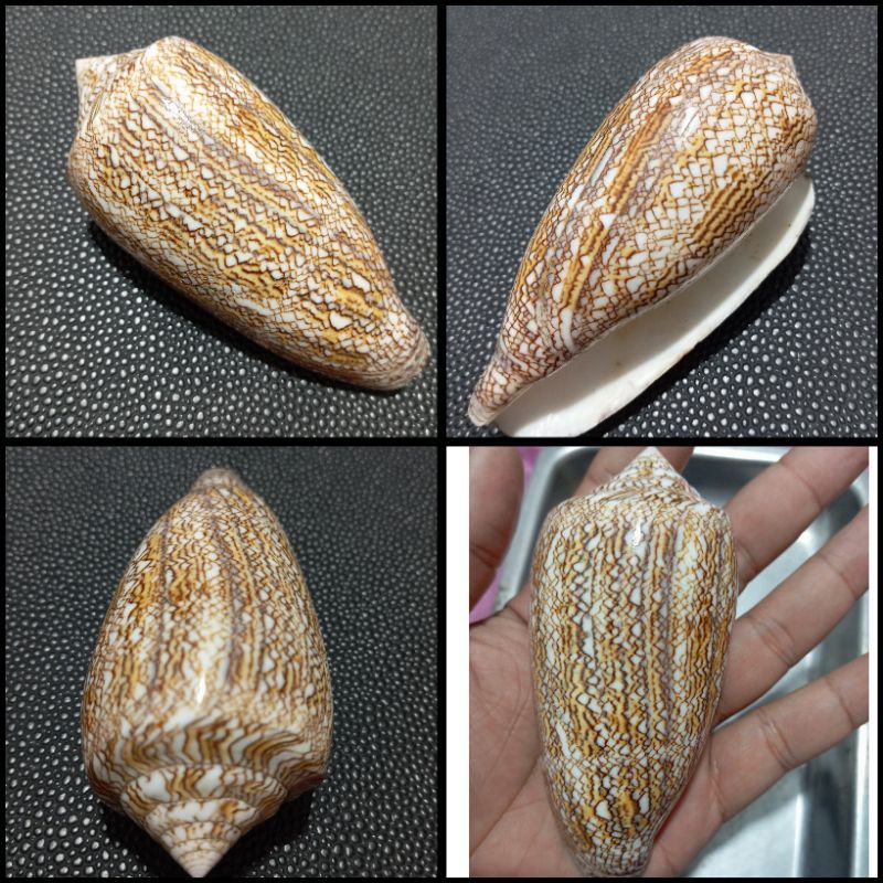 Cangkang kerang conus textile unik untuk koleksi