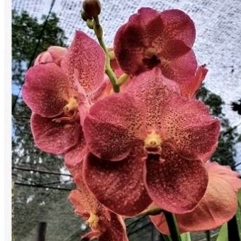 VANDA | ANGGREK VANDA FUCH HERVEST MOON X DONG CHAY