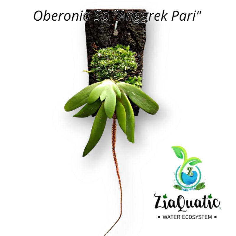 Anggrek Mini Oberonia Sp "Anggrek Pari" - Tanaman Hias Paludarium/Pot/Tanaman Gantung