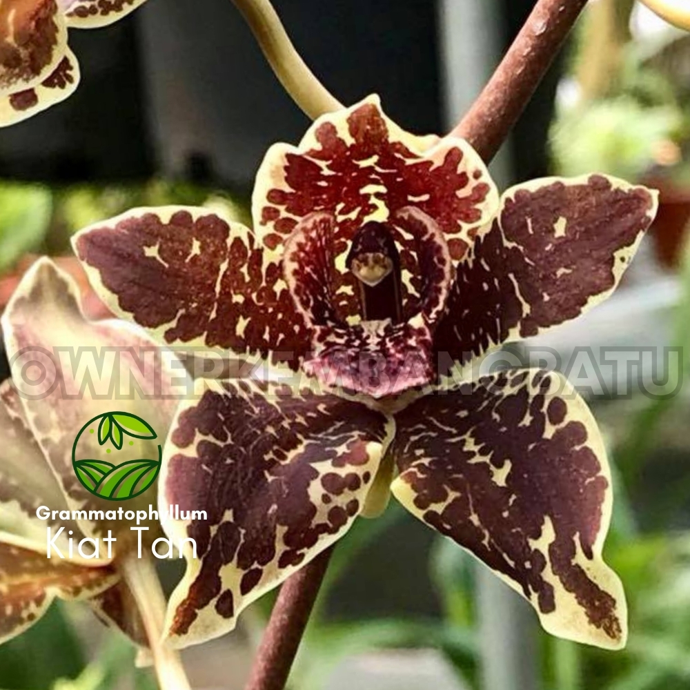 Anggrek Gramma KIAT TAN Kondisi Remaja Grammatophyllum Anggrek Tebu Anggrek Macan