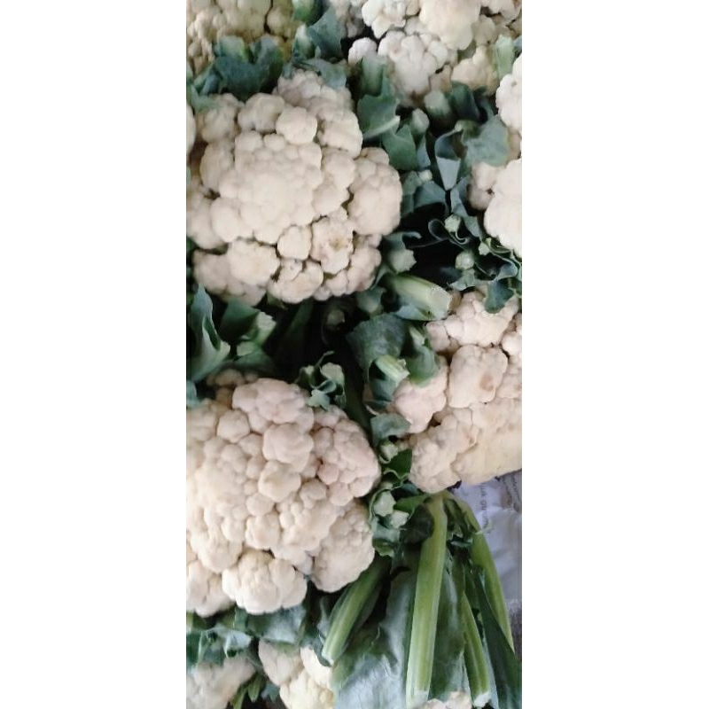 

BAHAN BUNGA KOL SEGAR