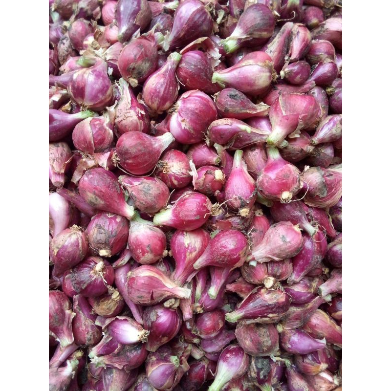 

bawang merah Brebes asli