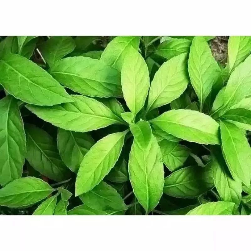 

daun sambung nyawa segar baru di petik