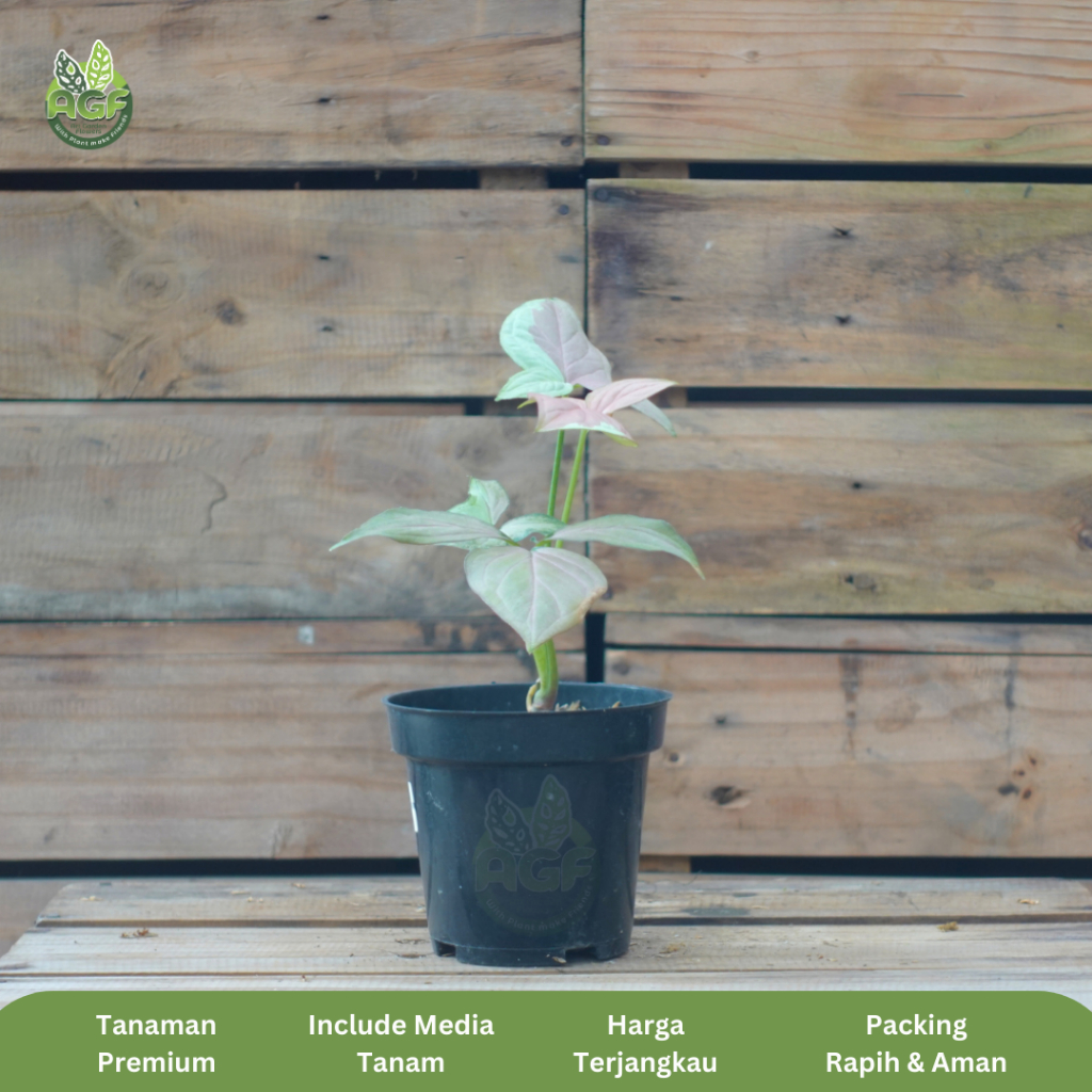 Syngonium Strawberry Milk - Tanaman Hias
