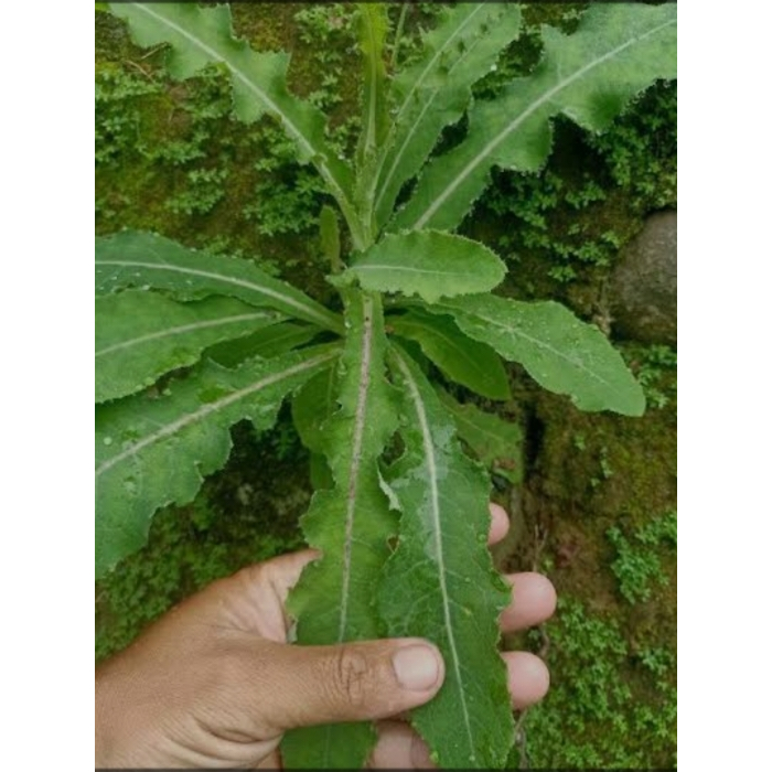 

Daun Tempuyung segar