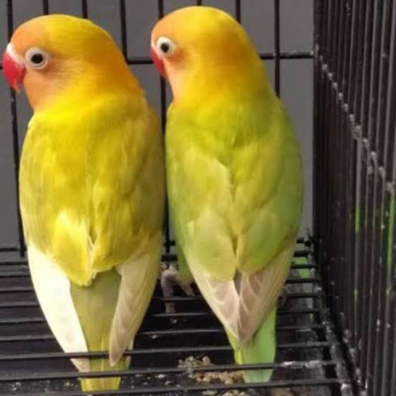 LOVEBIRD PASJO/JOSAN SEPASANG