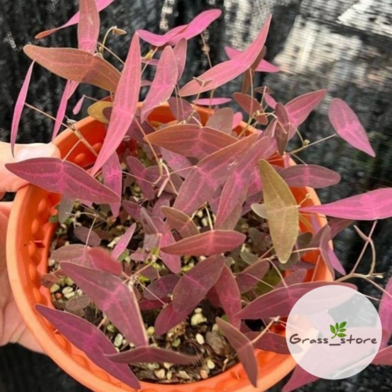 [BISA COD] Tanaman Hias Oxalis Kupu Kupu Batik Merah - Pohon Oxalis Merah