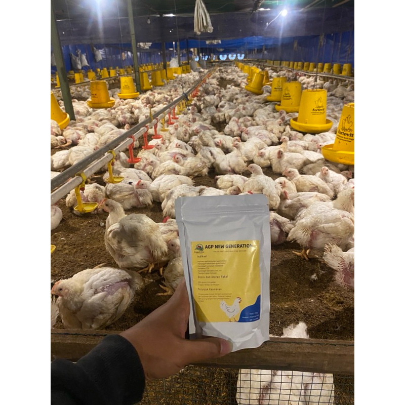 ASLI AGP NEW GENERATION , AGP BROILER TERMURAH 