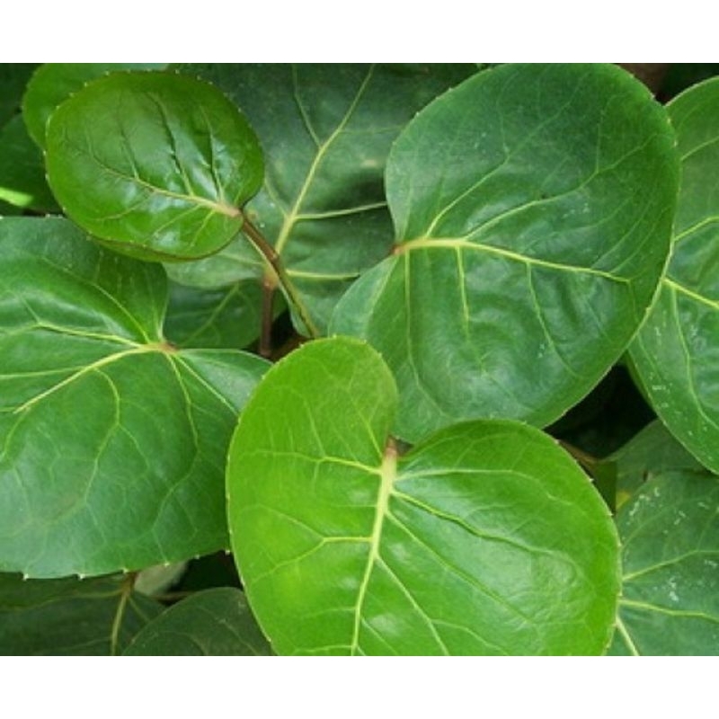 

Daun mangkokan segar petik langsung-az