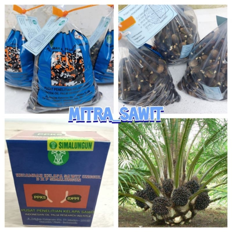 bibit kecambah Simalungun