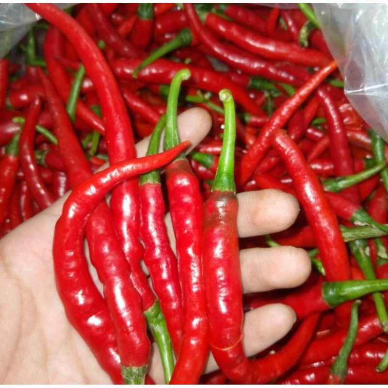 

cabe merah besar