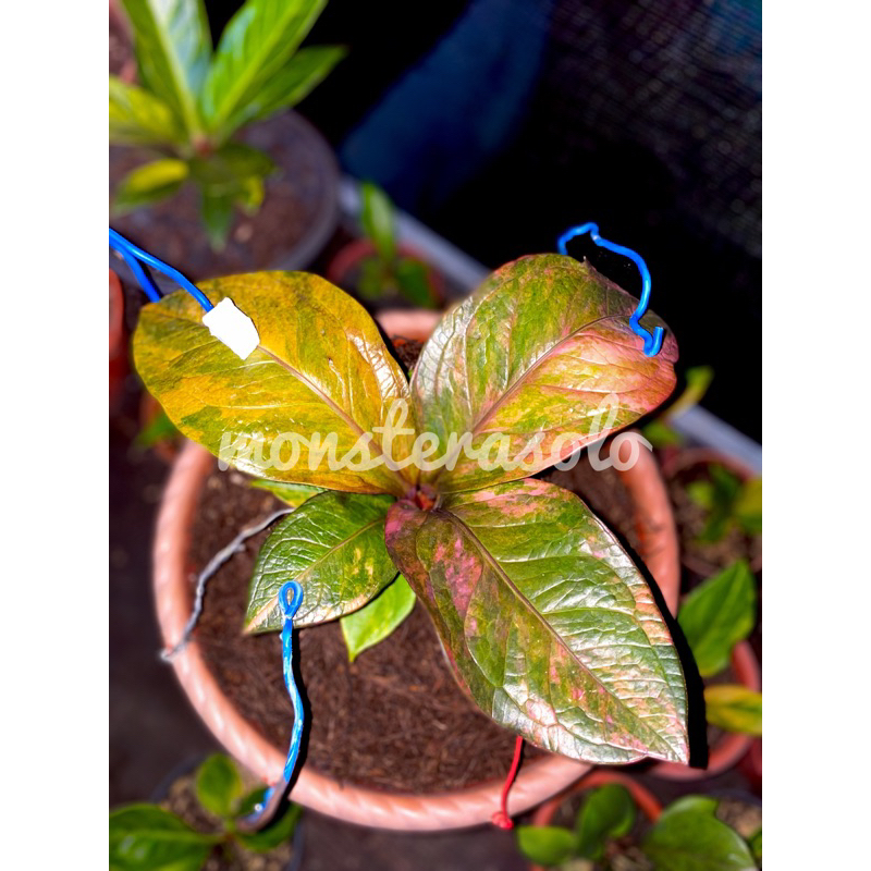 Jemani Pink langka stok terbatas