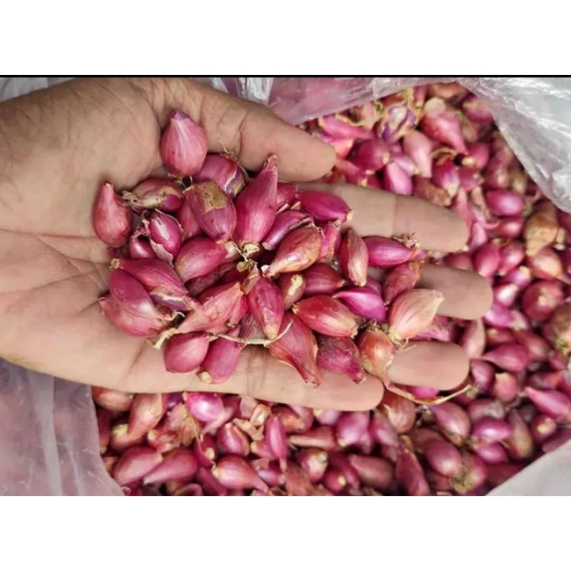 

1 Kg Bawang Merah Lokal Jawa Kecil Kering Bersih Awet No Busuk Bamer Brambang Cilikan Ulegan Ulekan Tidak Ada Besar Baput Bawang Putih Bumbu Masak Penyedap Seasoning