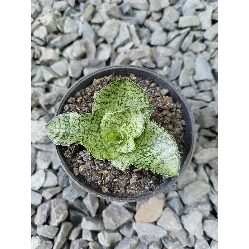 Sansivera Hybrid Edel