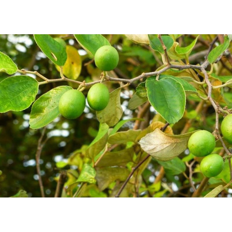 bibit buah apel futsa berbuah