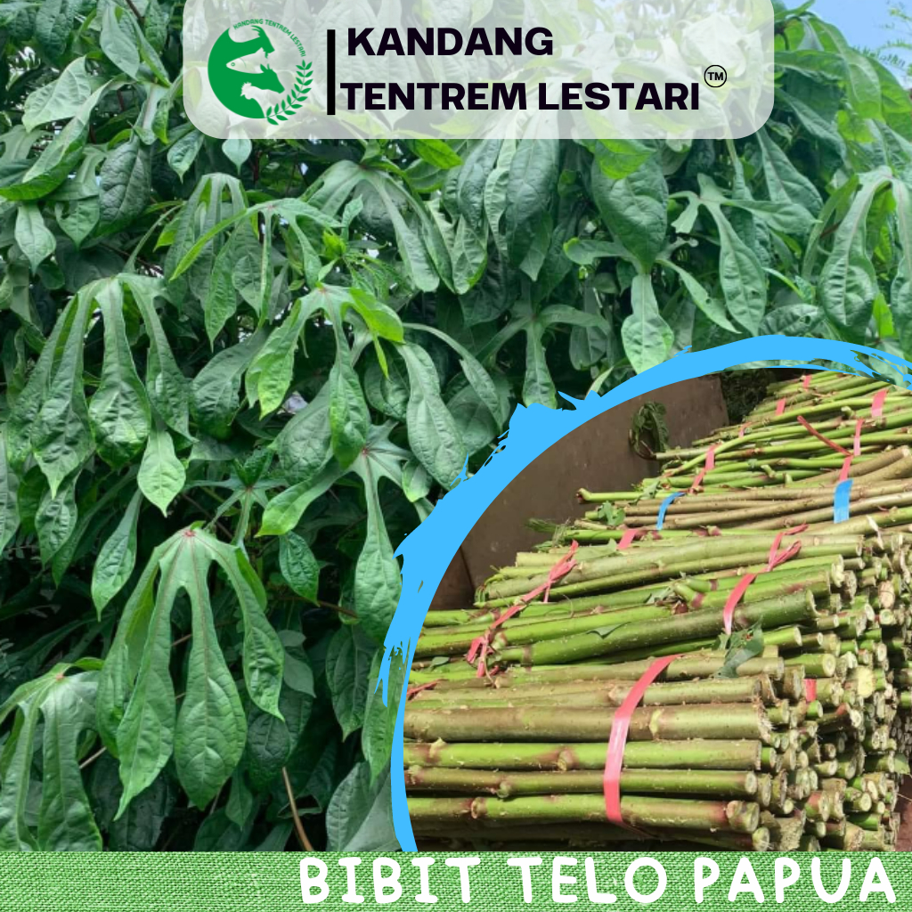 Bibit Asli Telo Papua 1 kg Pakan Ternak Siap Tanam