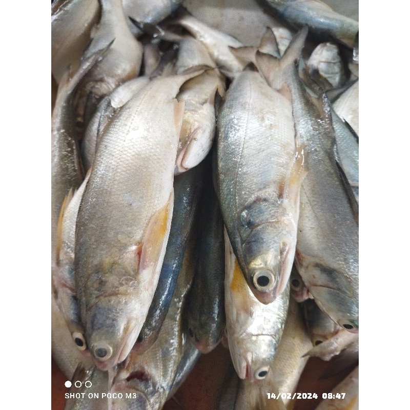 

Ikan senangin Fresh 500g