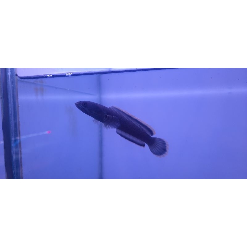 Sticker Limbata lawu CB size 6-7cm, 7-8cm