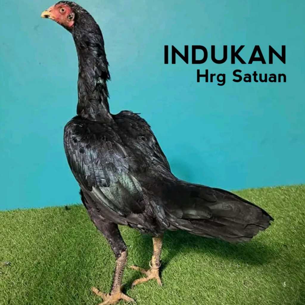 pakhoy muda siap produk biang induk betina