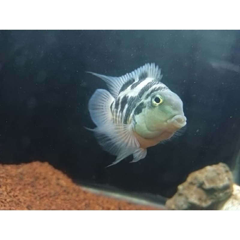 Hiasan Aquarium Blue Polar Parrot Fish Paket Hemat