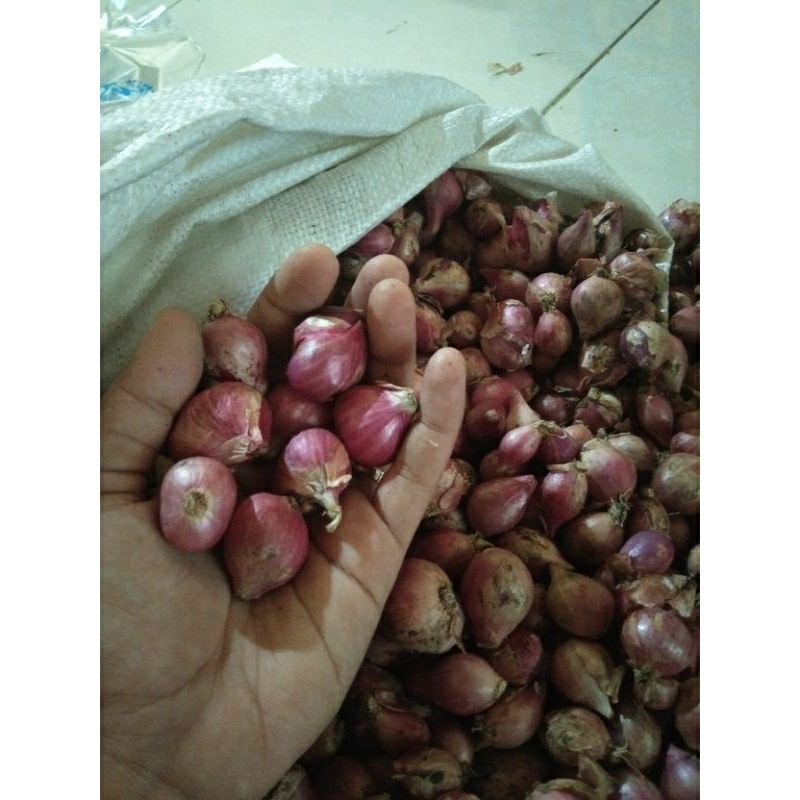 

bawang merah murah