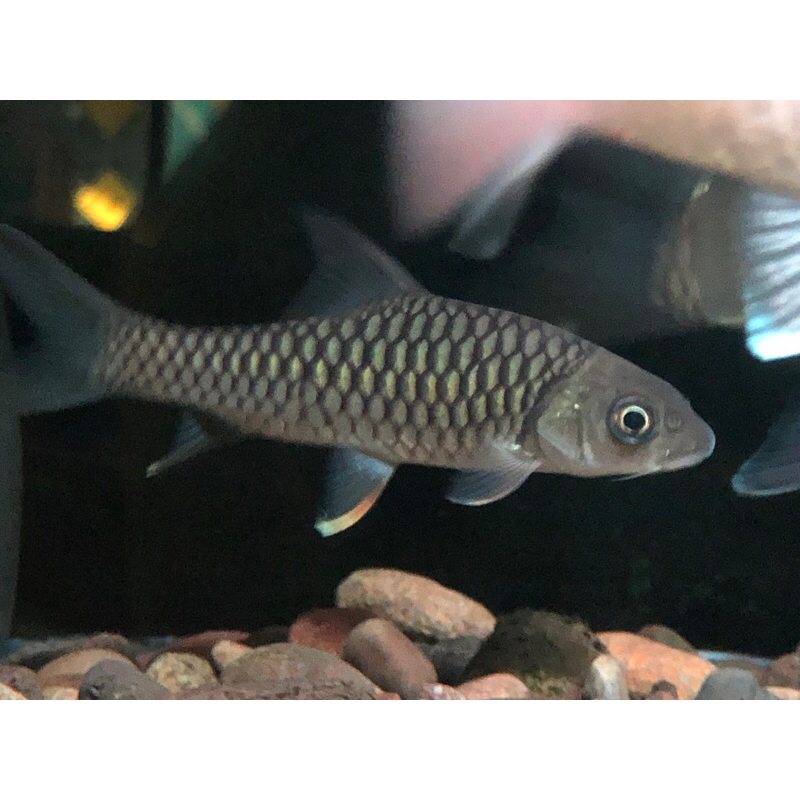 tor malabar hybrid/blue mahseer