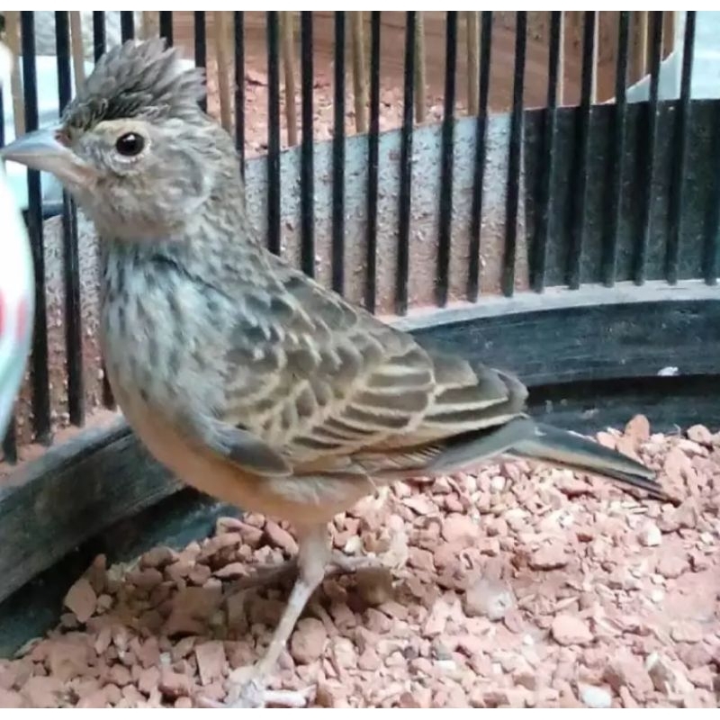 Burung branjangan parva pilihan jantan