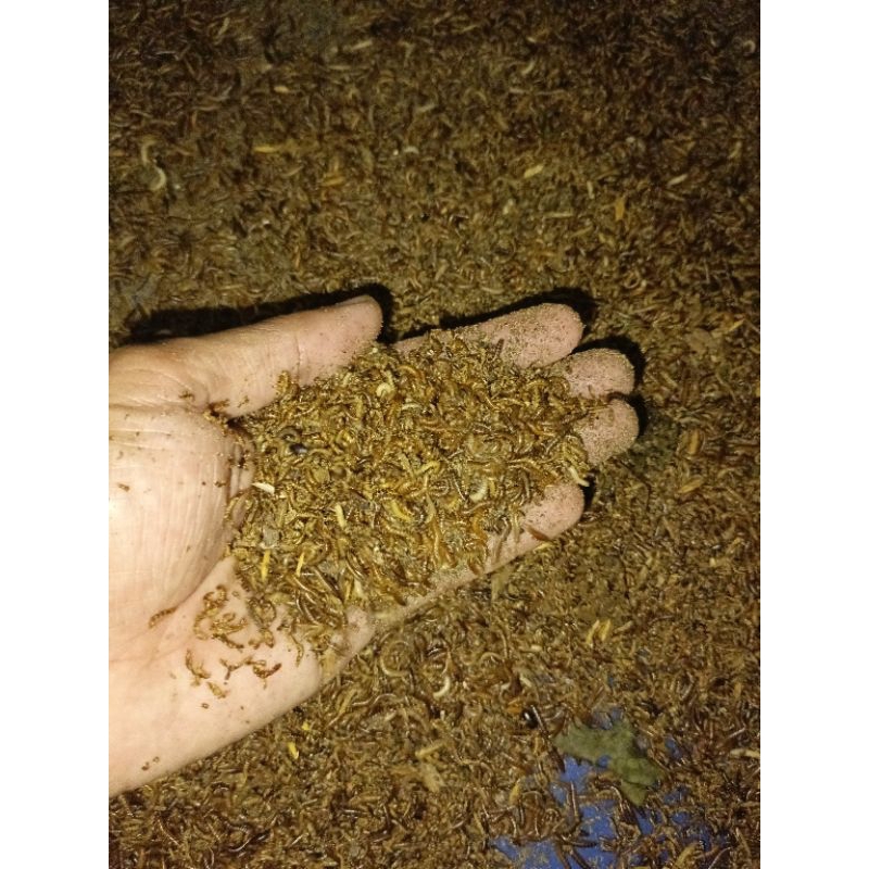 Ulat kandang fresh masih hidup 100 gram