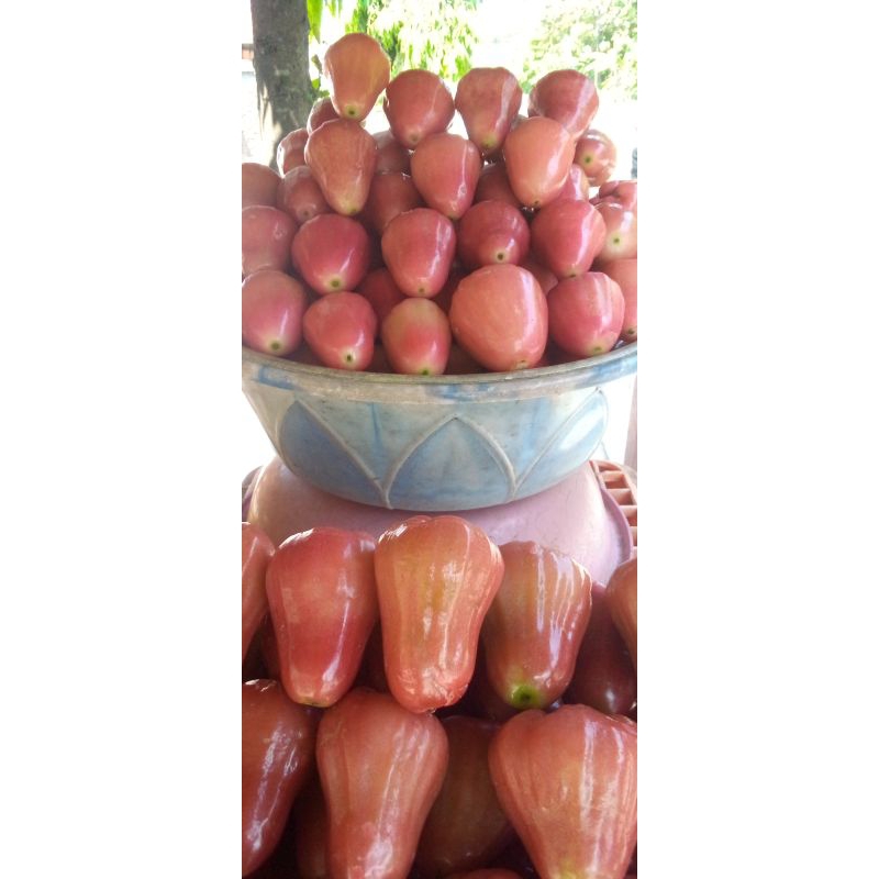 

JAMBU CITRA MURAH 1KG