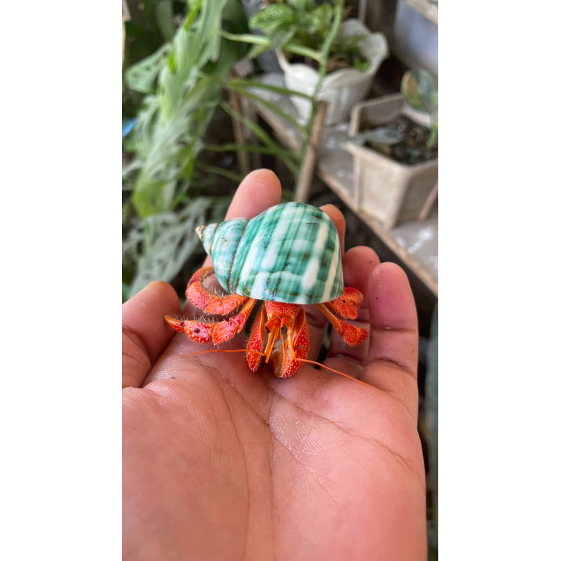 PROMO MURAH Mainan kelomang red perlatus s l