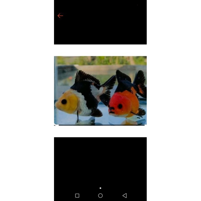 ikan mas koki panda