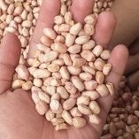 

Kacang Tanah Mentah Kualitas Bagus Untuk Bahan Dasar Sambal Kacang Bahan Kue