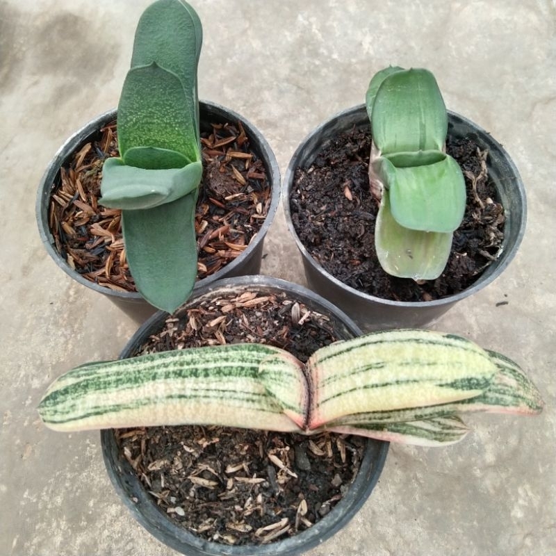 kaktus sukulent//paket gasteria 3pcs 01