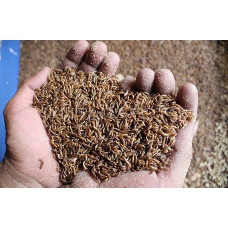 ulat kandang hidup per 100gram