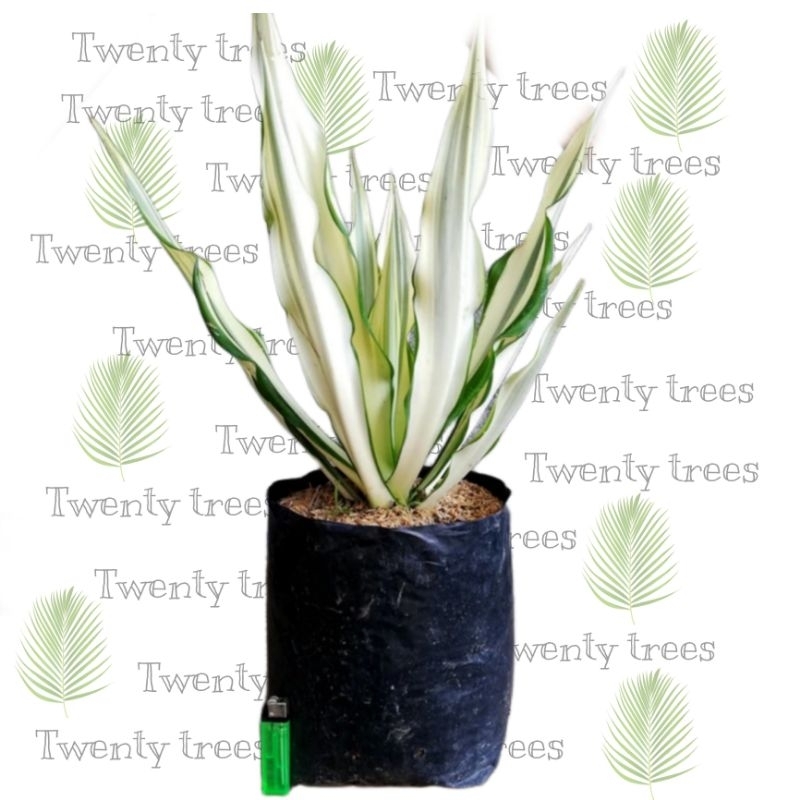 Tanaman hias agave varigata siklok / Tanaman hias hidup / tanaman hias / tanaman gantung / tanaman hias gantung / tanaman hias murah / tanaman hias hidup murah / pohon hias