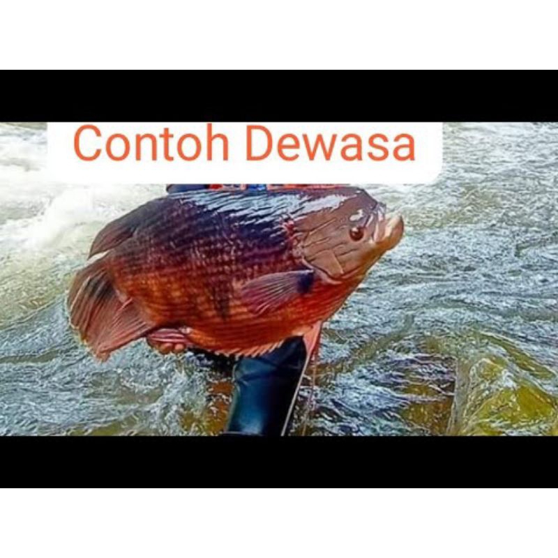 Gurame Kaloy Manah Kalimantan Jumbo Indukan size 10 jari up