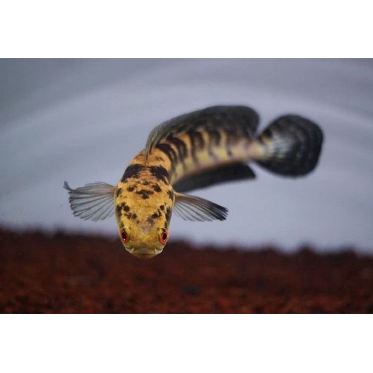 KODE O53Z  PROMO   garansi DOA  Chana Channa Maru Yellow Sentarum matamerah full pellet bar rapi teg