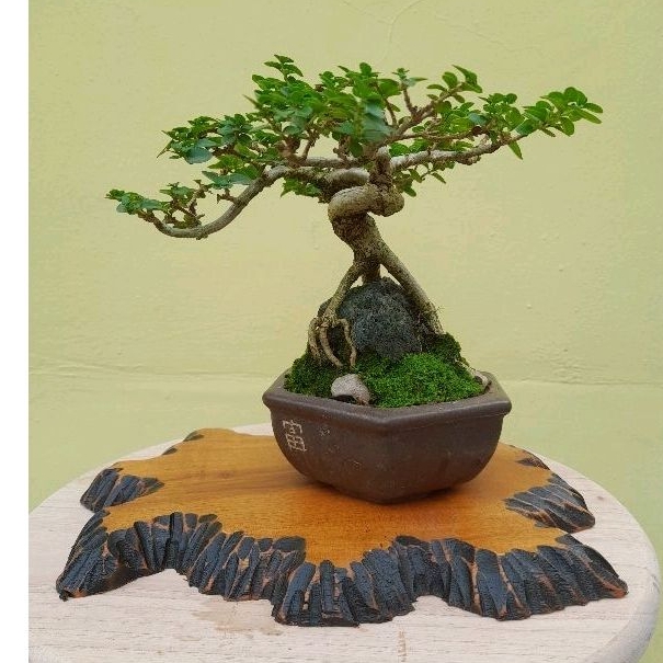 tatakan bonsai/meja bonsai/bonsai mame/meja kecil