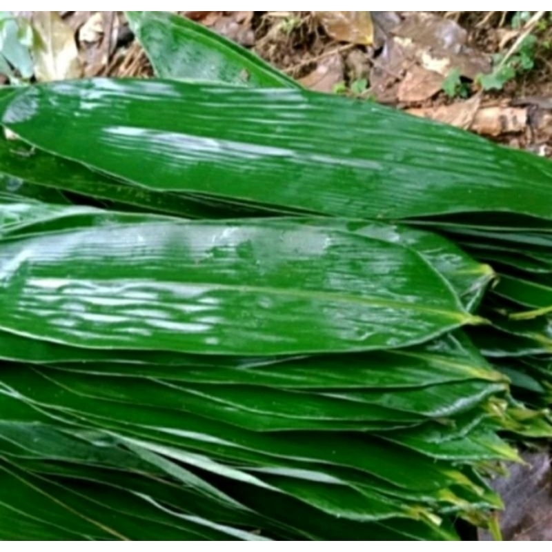 

Daun Bambu daun bambu ukuran lebar, daun bacang,bakcang , daun bambu fresh (300 gr +-100 Lembar)