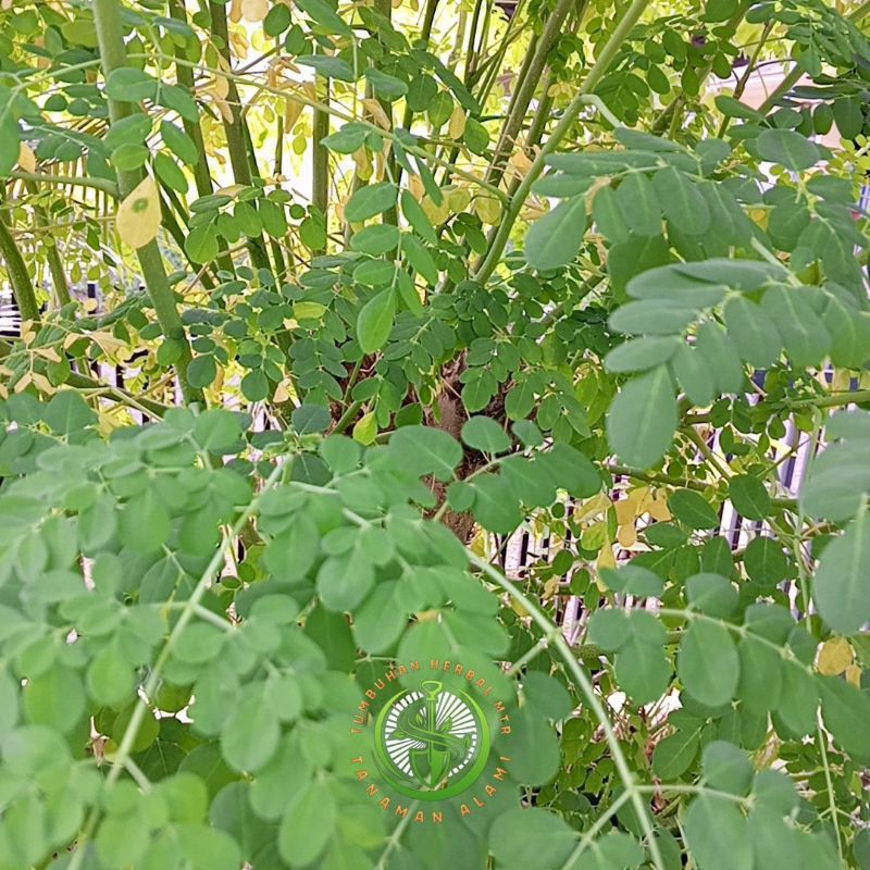 

Daun Kelor Fresh Langsung Petik 250g
